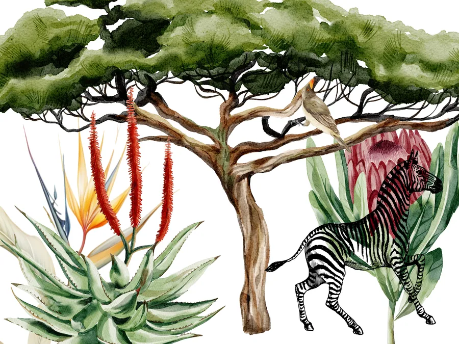 Watercolor illustration of zebra, acacia tree, red flowers, and succulents on white background