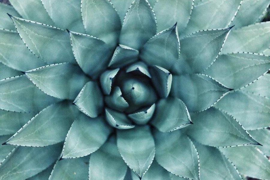 Top-down view of a blue-green succulent plant with perfectly symmetrical layered leaves arranged in a spiral pattern.