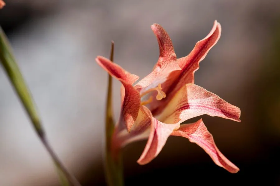 Close-up of coral-red amaryllis flower with curved petals and green stem against soft blurred background.