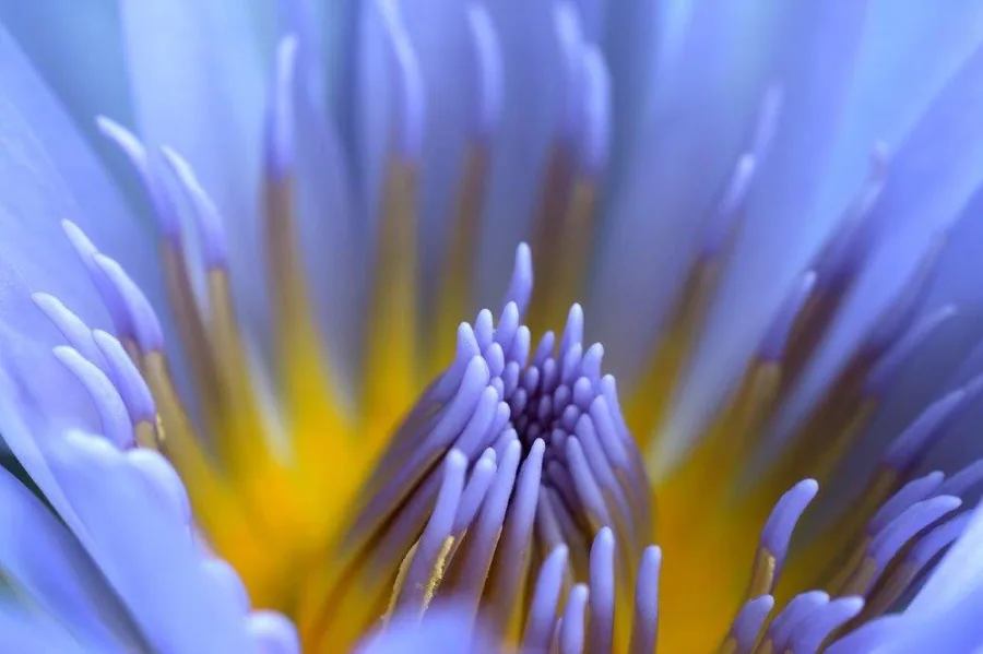 Macro photograph of purple water lily flower with yellow center and detailed purple stamens