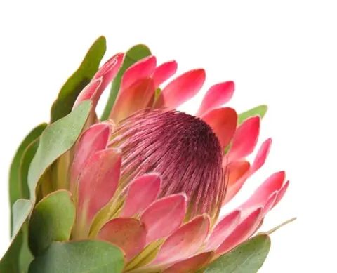 Close-up of a pink protea flower with deep burgundy center and green sepals on white background.