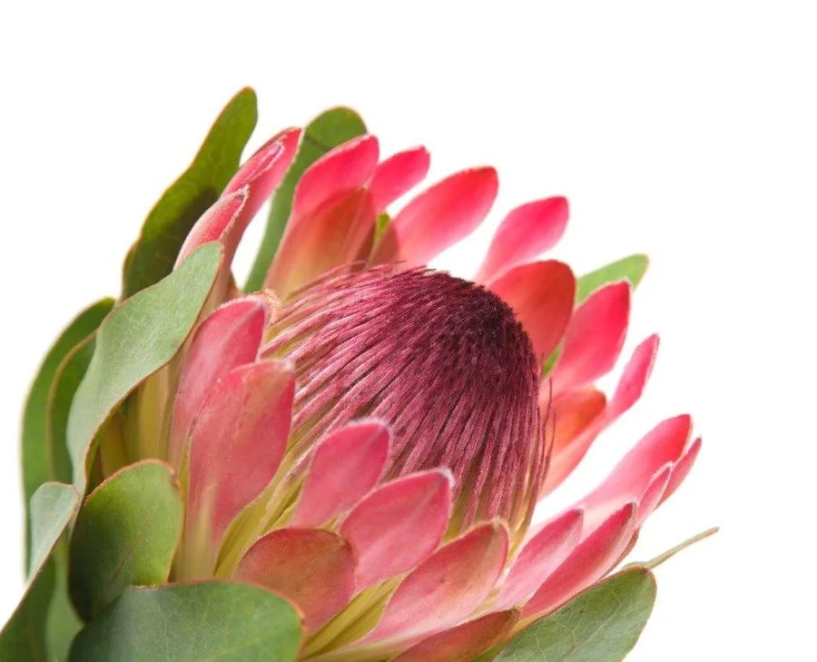 Close-up of a pink protea flower with deep burgundy center and green sepals on white background.