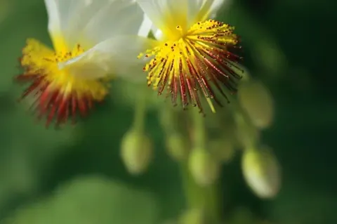 Close-up of white iris flowers with yellow and burgundy stamens on soft green background.