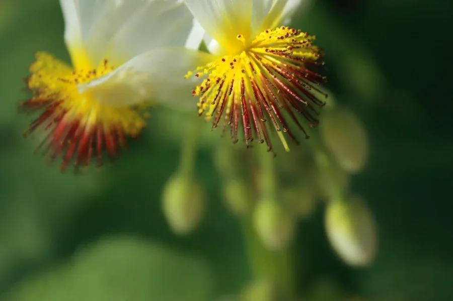 Close-up of white iris flowers with yellow and burgundy stamens on soft green background.