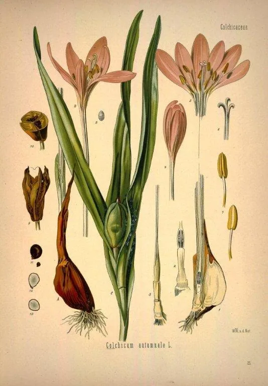 Vintage botanical illustration of Caldicum guineensis with pink flowers, green leaves, and detailed plant anatomy studies on cream background.