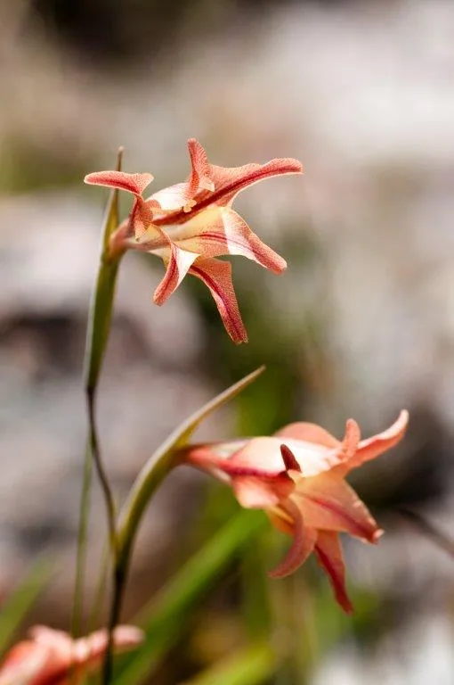 Close-up of coral-red amaryllis flowers with green stems against a soft blurred background.