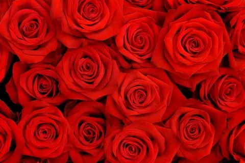 Close-up of vibrant red roses with layered petals in a repeating pattern, showing intricate spiral details and dark shadows between blooms.