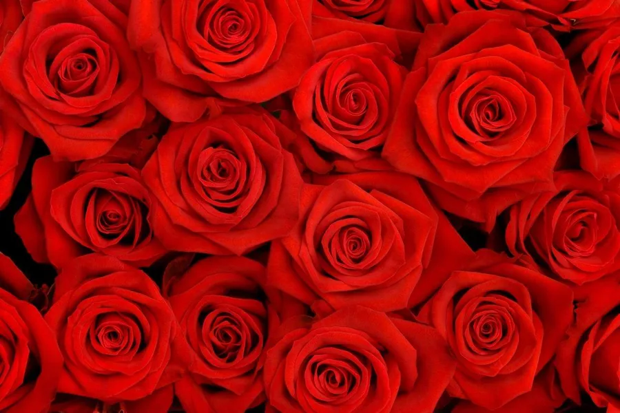 Close-up of vibrant red roses with layered petals in a repeating pattern, showing intricate spiral details and dark shadows between blooms.