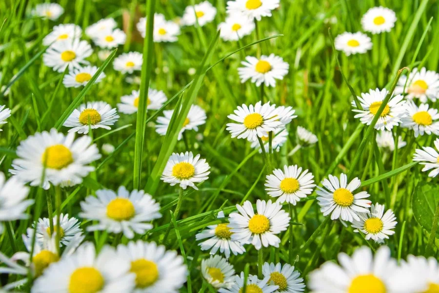 White daisies with yellow centers blooming densely among bright green grass