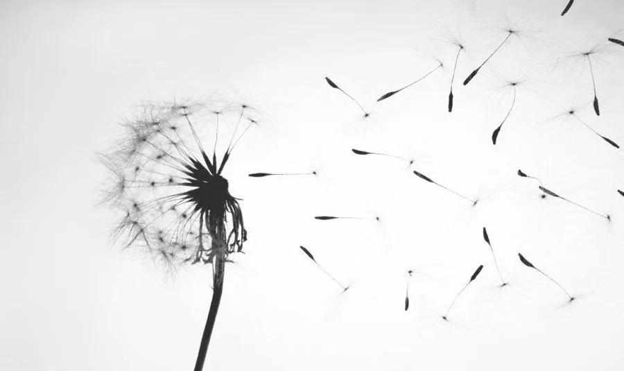 Black silhouette of a dandelion with seeds floating away on a white background