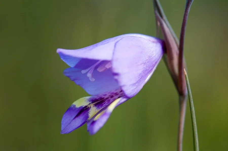 Purple bell flower with striped petals on green blurred background