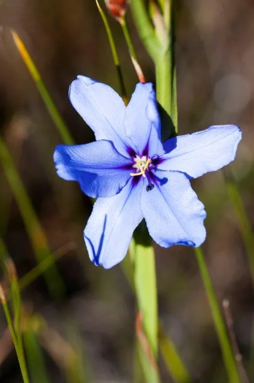 Light blue flower with deep blue center and yellow stamens among green stems on blurred background.