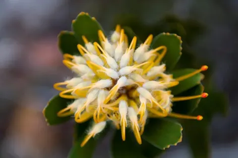Close-up of vibrant yellow and white cactus flowers with prominent stamens blooming among green succulent pads.
