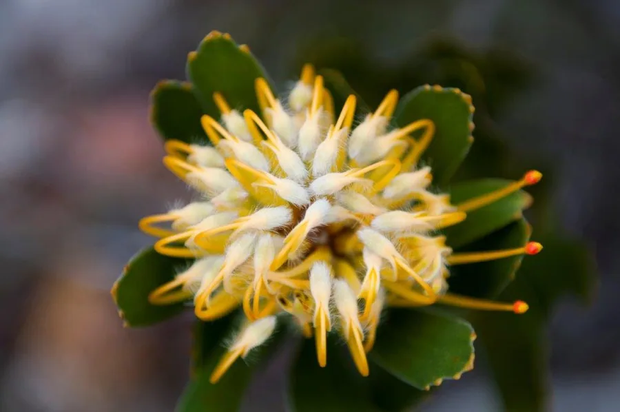Close-up of vibrant yellow and white cactus flowers with prominent stamens blooming among green succulent pads.