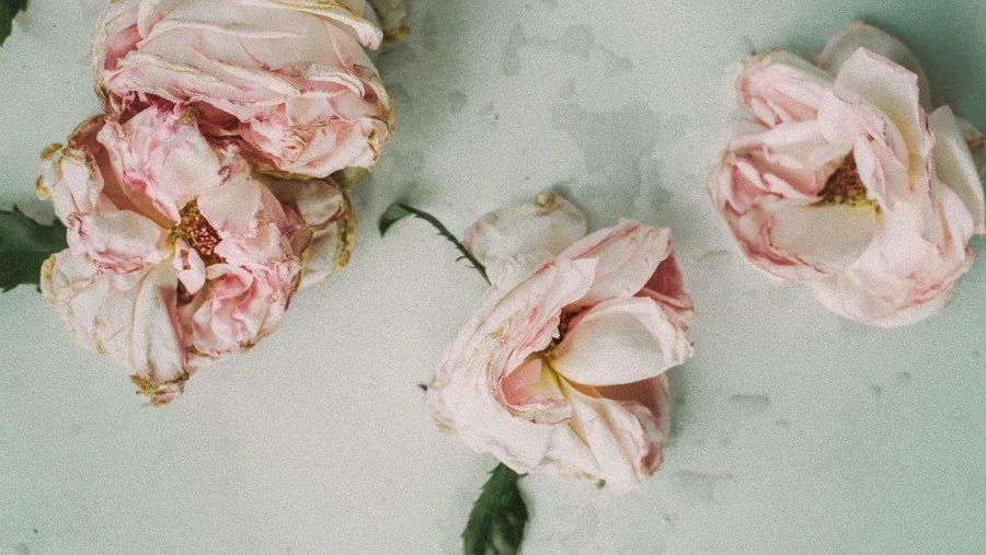Faded pink peonies with green stems on soft neutral background.