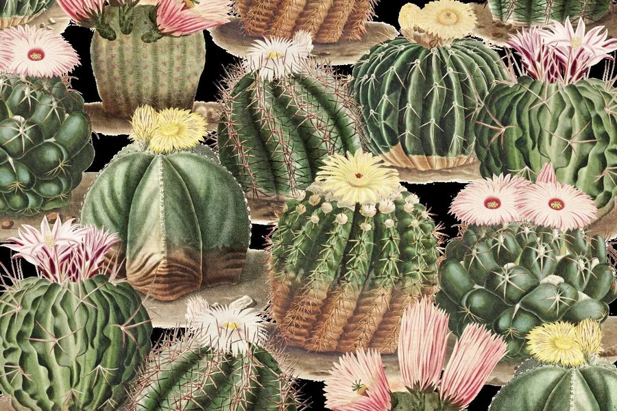 Repeating pattern of green cacti with pink, yellow, and white flowers on a black background