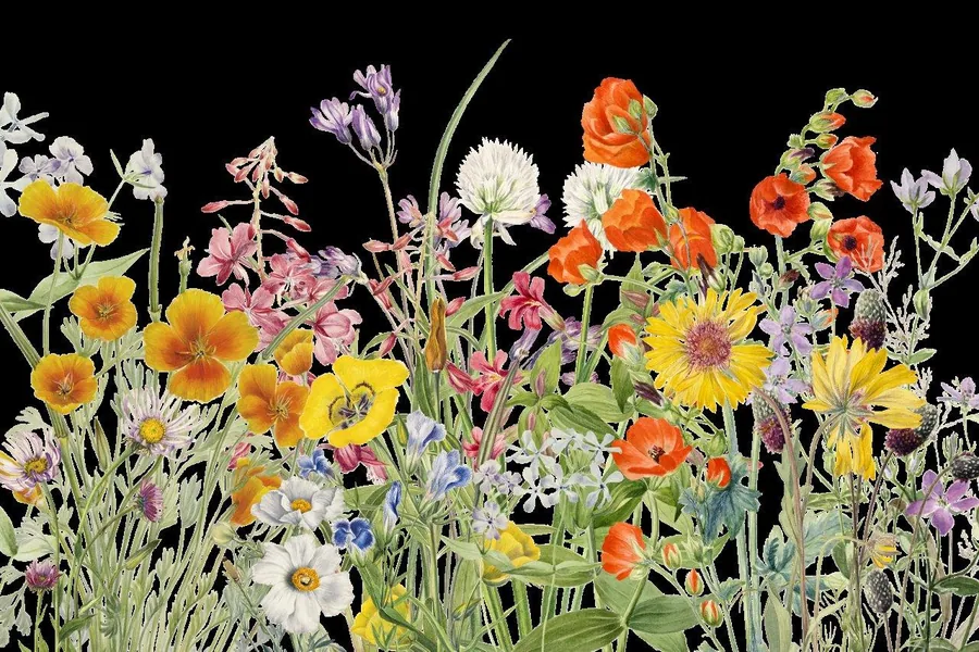 Colorful wildflower meadow with yellow, orange, pink, purple and white blooms on black background.