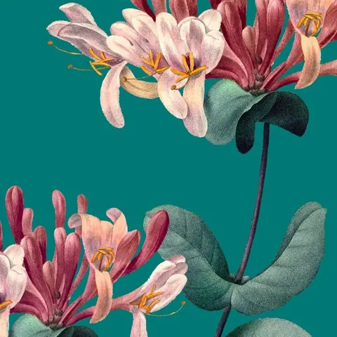 Pink and burgundy honeysuckle flowers with yellow stamens and green leaves on a teal background