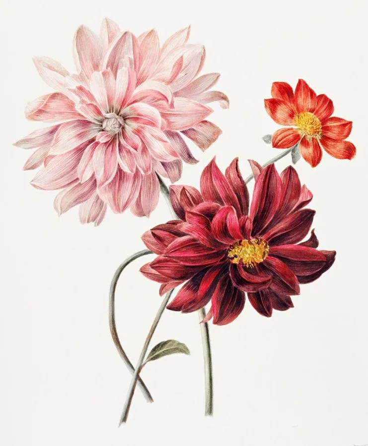 Three botanical dahlia illustrations in varying shades of pink and red with yellow centers on cream background.