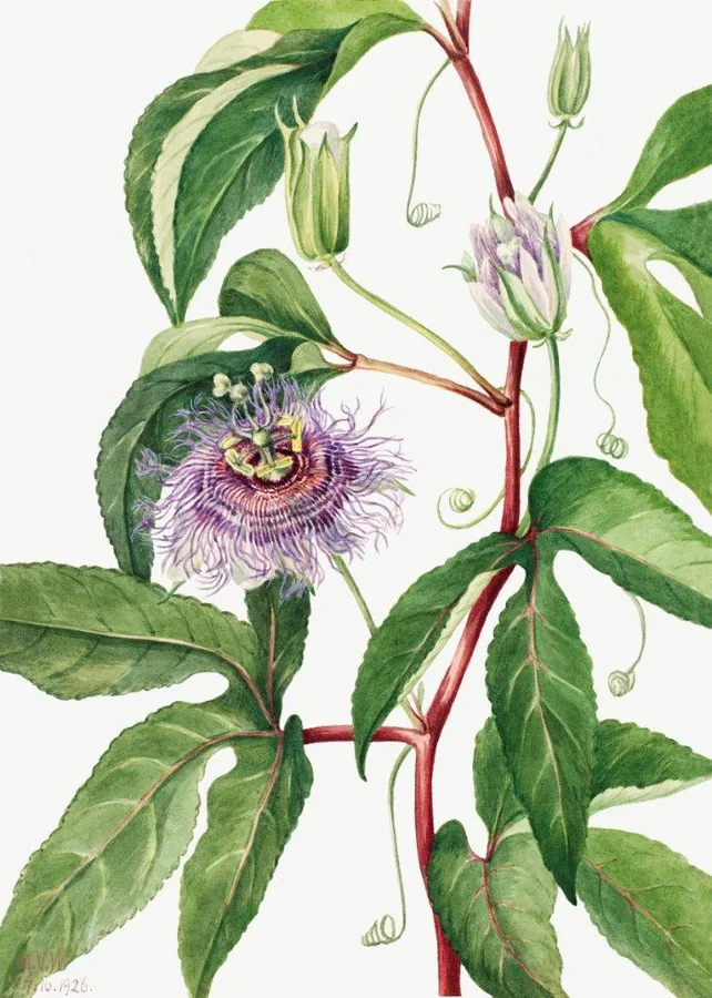 Botanical illustration of purple passion flowers with green leaves and curling vines on white background