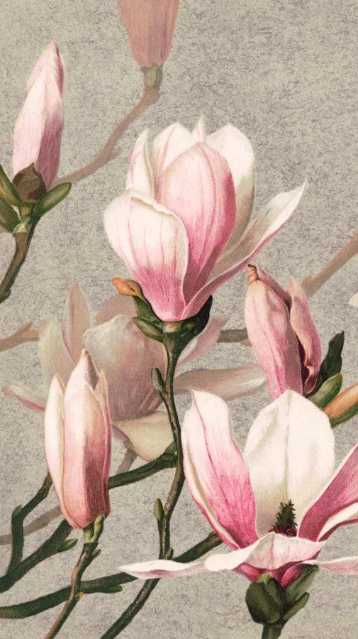 Pink and white magnolia flowers with green stems on a soft gray textured background