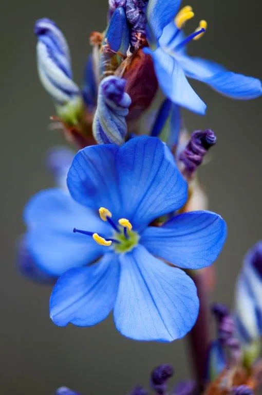 Close-up of vibrant blue forget-me-not flowers with yellow stamens and purple buds in soft focus.