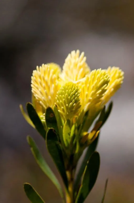 Close-up of bright yellow clustered flowers with textured petals and green stems on blurred background.