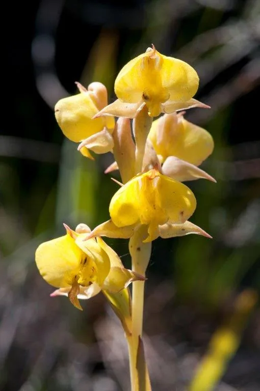 Cluster of bright yellow iris flowers with detailed petals against a soft blurred background.