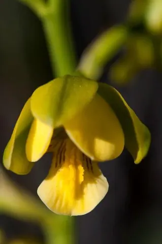 Close-up of golden-yellow nodding bell flowers with green stems on dark background