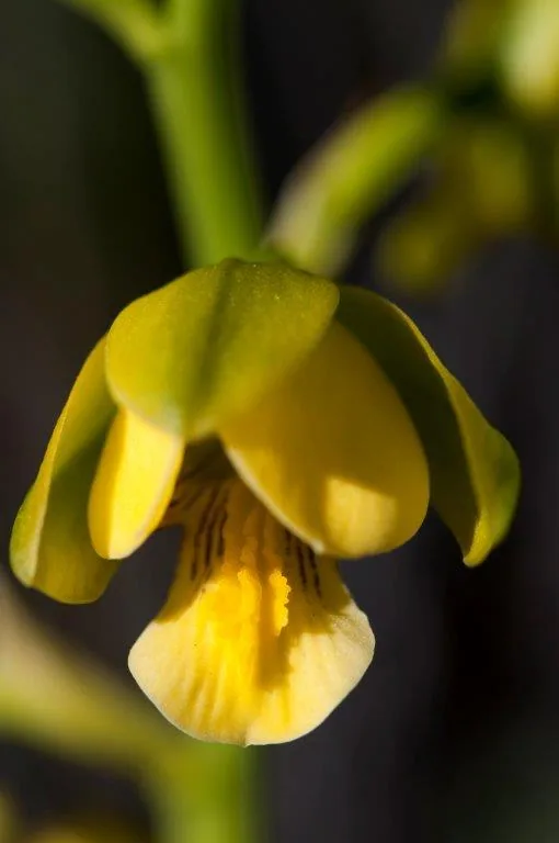 Close-up of golden-yellow nodding bell flowers with green stems on dark background