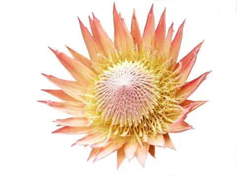 Large coral and gold protea flower with layered petals and yellow center on white background.
