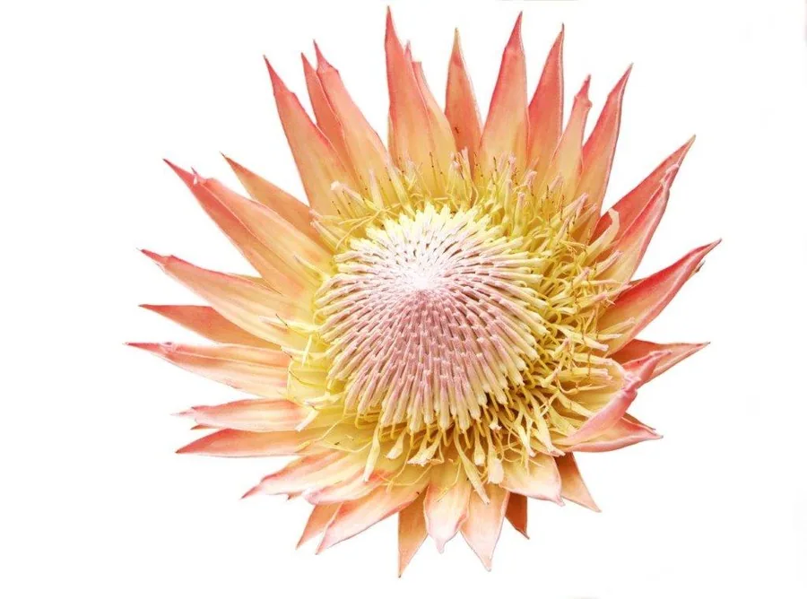 Large coral and gold protea flower with layered petals and yellow center on white background.