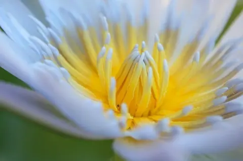 Close-up of white water lily flower with bright yellow stamens and detailed petals