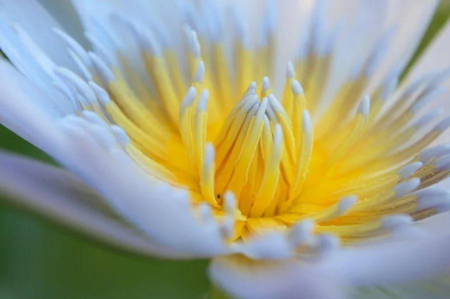 Close-up of white water lily flower with bright yellow stamens and detailed petals