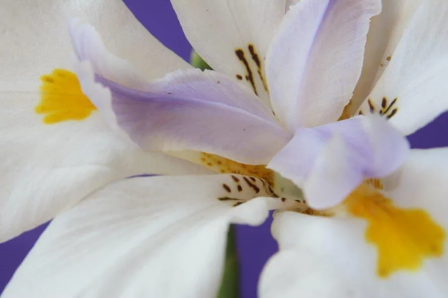 Close-up of white and lavender iris flowers with yellow stamens and brown speckled details