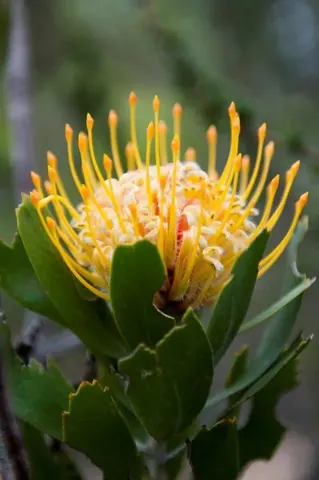 Close-up of a golden yellow King Protea flower with prominent stamens and green leaves on blurred background