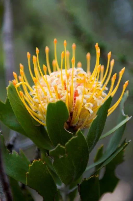 Close-up of a golden yellow King Protea flower with prominent stamens and green leaves on blurred background