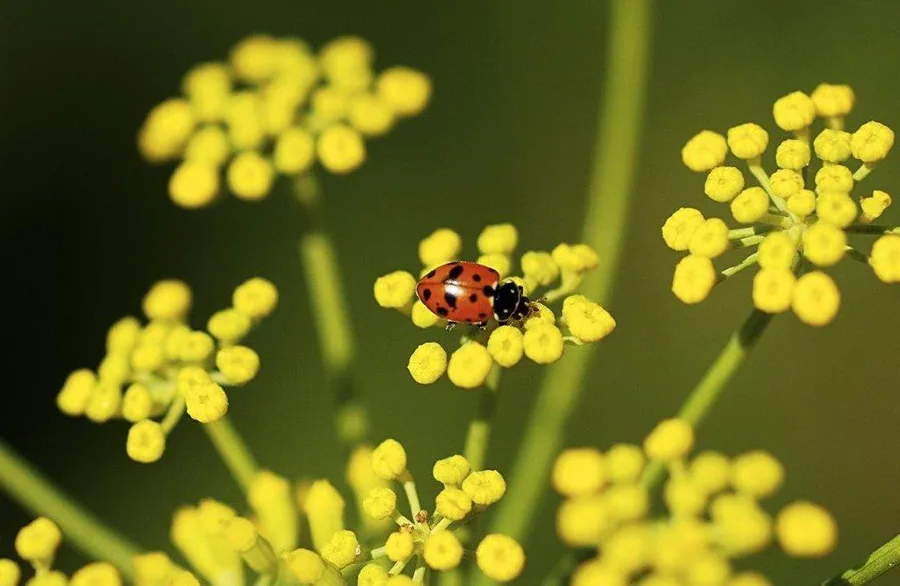 Red ladybug on yellow wildflower clusters against soft green foliage