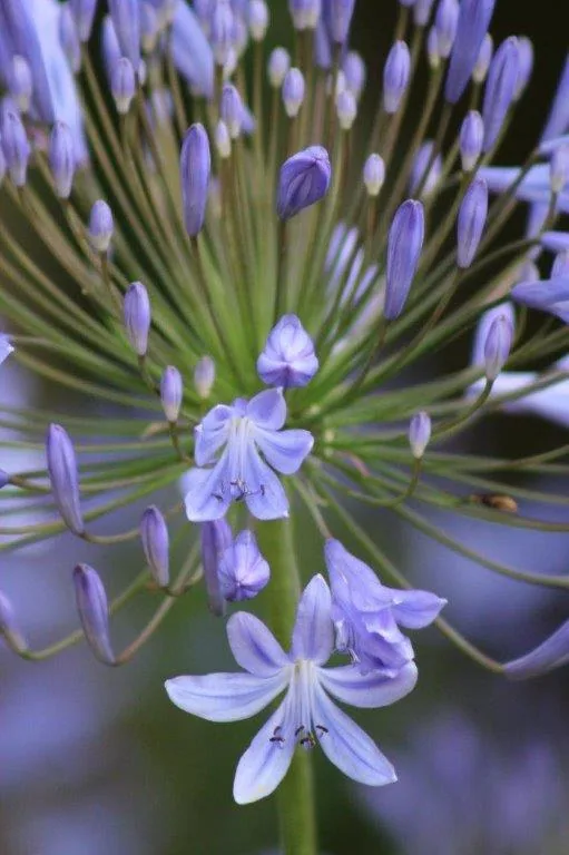 Purple agapanthus flowers with open blooms and closed buds in a radial cluster pattern.