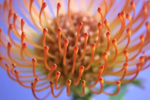 Close-up macro photograph of orange protea flower stamens with red tips against a blue gradient background.