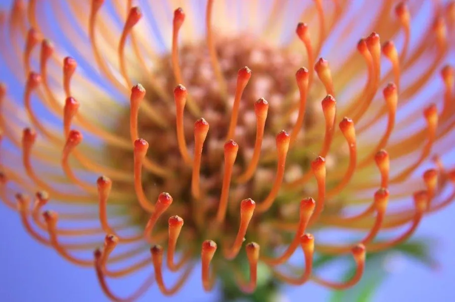 Close-up macro photograph of orange protea flower stamens with red tips against a blue gradient background.