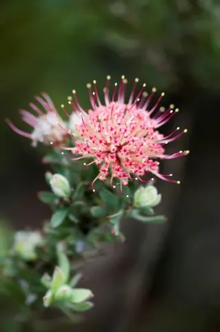 Close-up of pink pincushion flower with protruding stamens and green buds on blurred background.