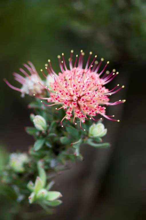 Close-up of pink pincushion flower with protruding stamens and green buds on blurred background.