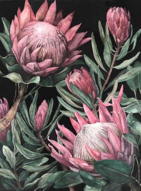 Pink protea flowers with detailed petals and green leaves on dark background botanical illustration