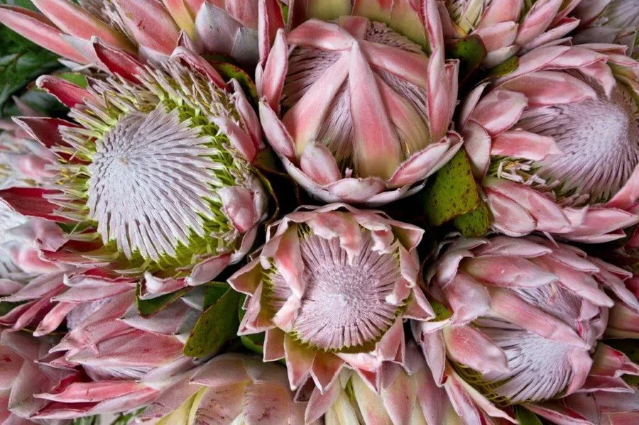 Close-up of pink and mauve king protea flowers with detailed stamens and layered petals