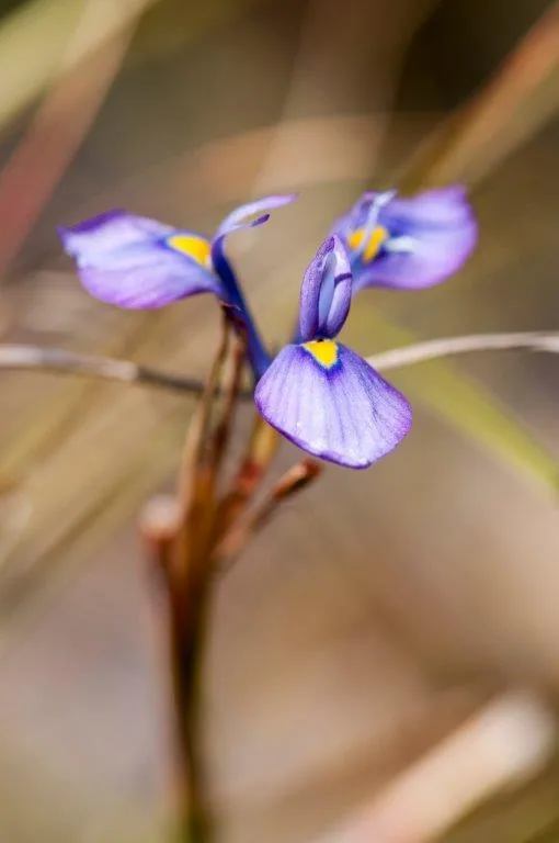 Purple iris flowers with yellow centers on soft neutral background