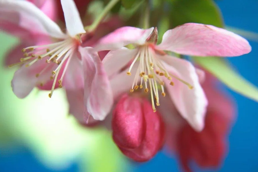 Close-up of pink bell-shaped flowers with golden stamens against blurred foliage and blue sky.