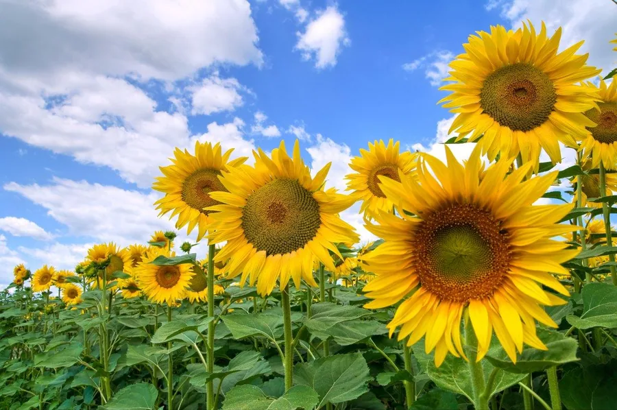 Bright yellow sunflowers with green stems against a blue sky with white clouds in a field.