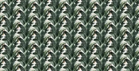 Repeating pattern of layered green leaves and white spaces in a botanical arrangement.