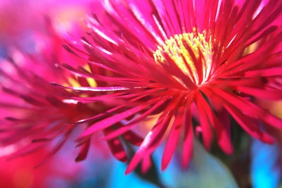 Close-up of bright crimson gerbera flowers with yellow centers and radiating petals